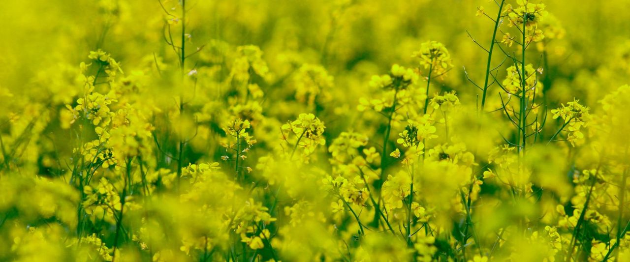 The Rabi MSP Split Is a Procurement Signal: Mustard and Lentil Up Sharply, Wheat Barely Moved