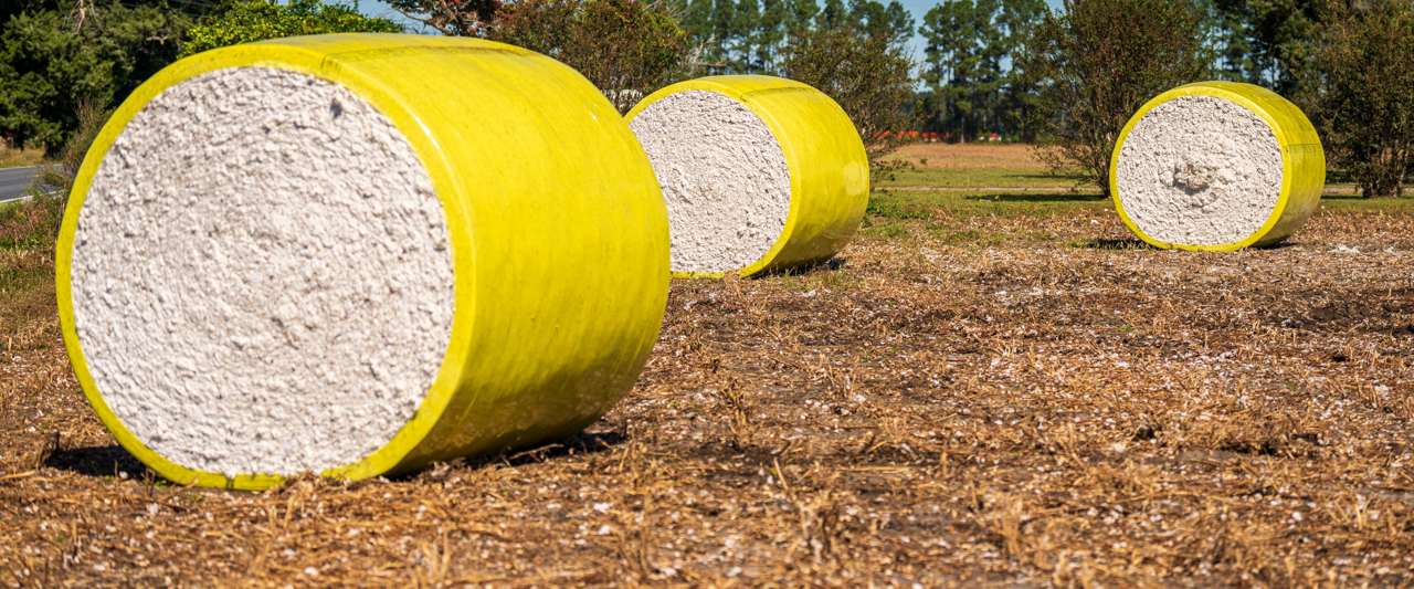 Cotton Has Two Clocks This Season, and They Run in Opposite Directions