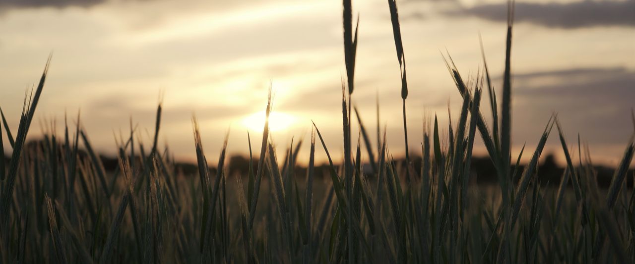 Reading Wheat in October: The Surplus Behind the Export Turn