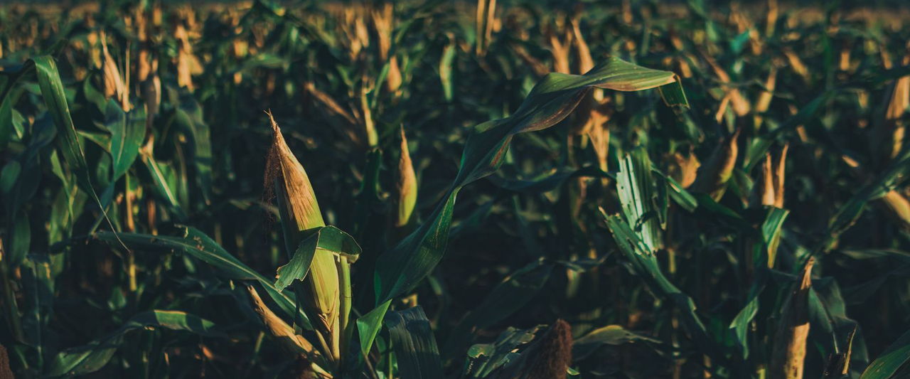 Reading Maize as the New Crop Arrives