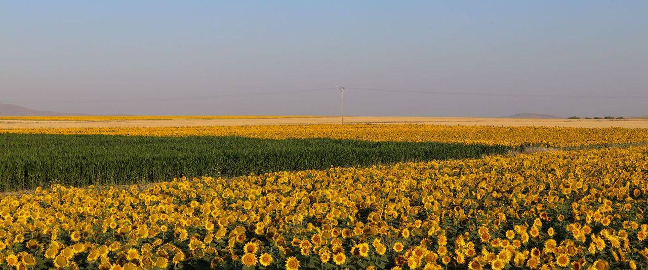India Now Imports Its Edible Oil Crude, Not Refined