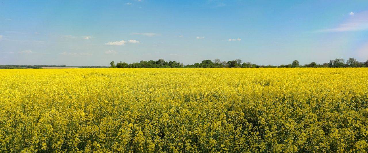 Reading Rabi Before Sowing: The MSP Signal Points Away From Wheat