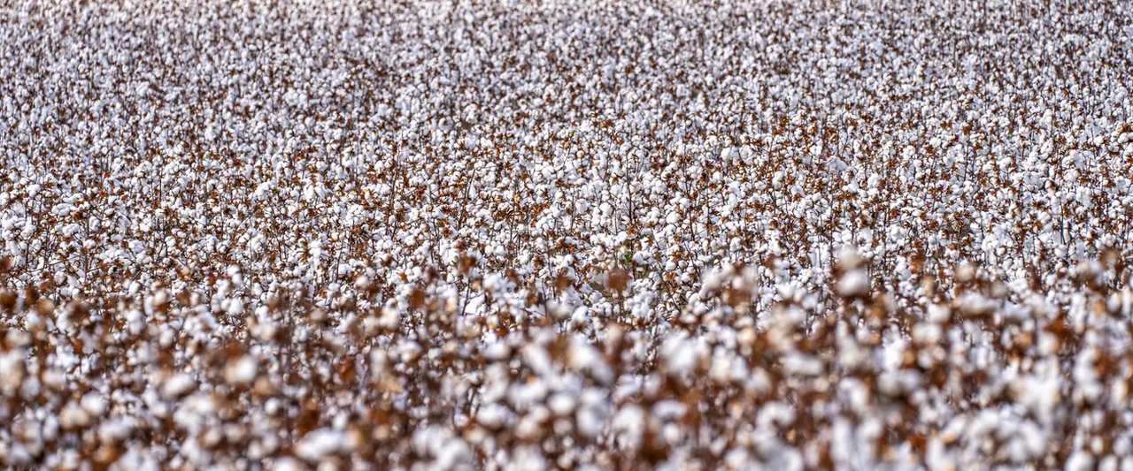 Reading Cotton at ₹68,000 a Candy