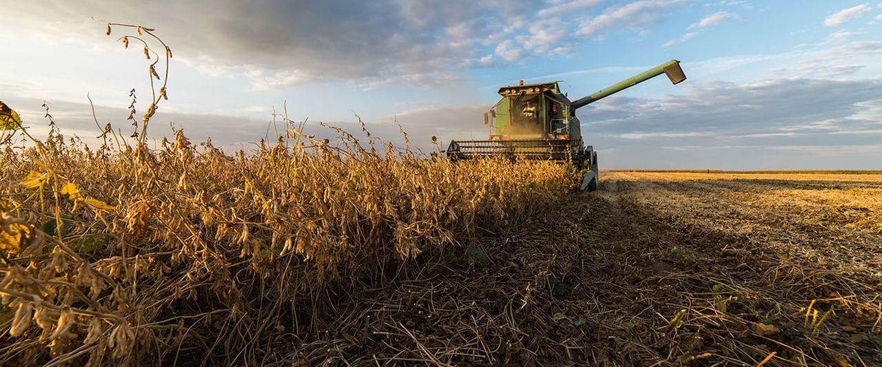 Reading Soybean at ₹6,250 a Quintal: A Harvest Trading Above Its Raised MSP