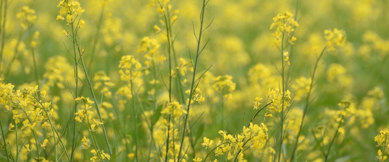 Reading Mustard at ₹8,000 a Quintal: A Price Saying Plant More, a Field Not Ready Yet