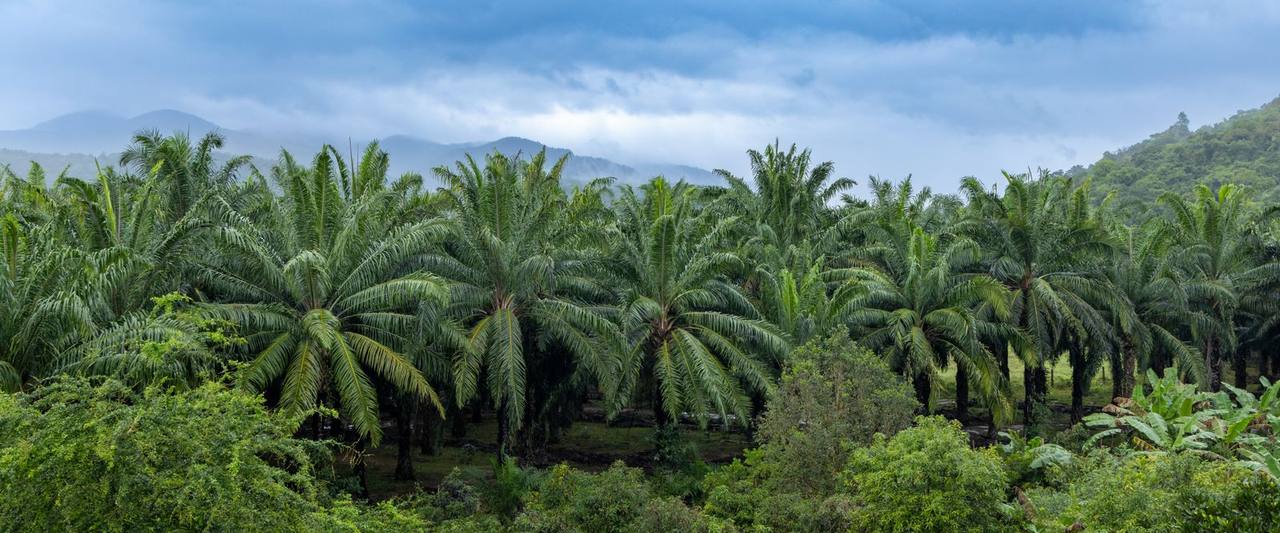 Palm Is $300 Cheaper Than Sunflower. Procurement Still Cannot Buy Three Months Ahead.