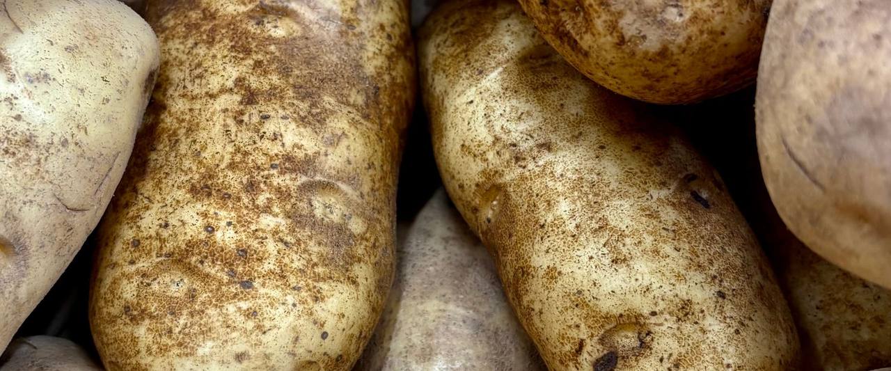 Reading Potato After a Record Bengal Crop: A POTATO Briefing on Stocks That Will Not Clear