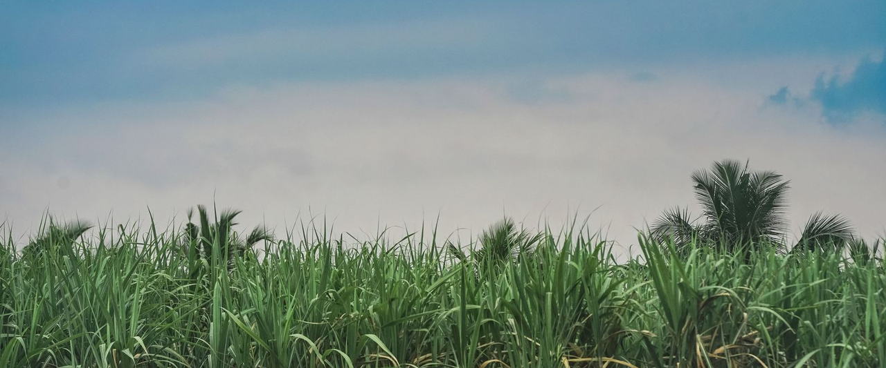 Reading Sugar Before November: A SUGAR Briefing on a 15 Lakh Tonne Carryover